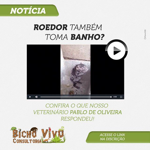 Roedor toma banho?