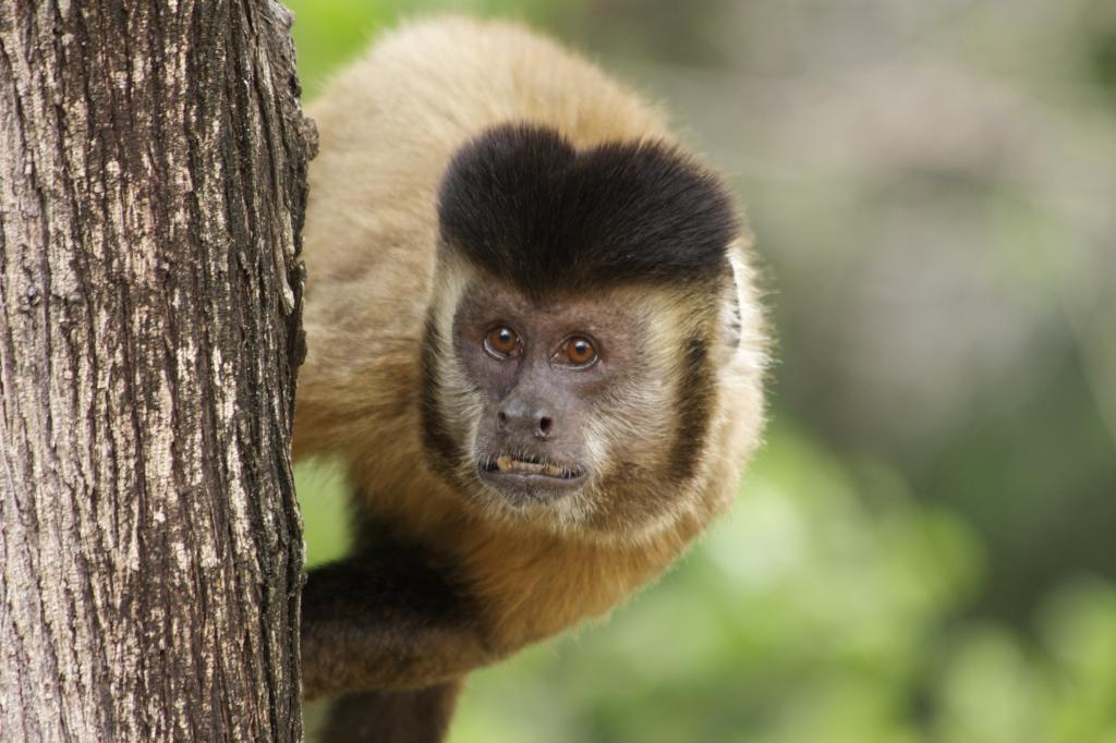 Primatas como animais de estimação