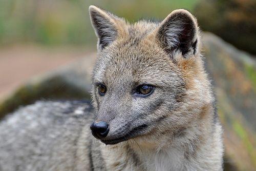 Utilização de pelos de animais silvestres para monitoramento ambiental de poluentes