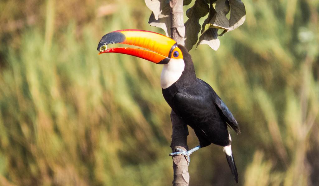 Avifauna e a recuperação de áreas degradadas