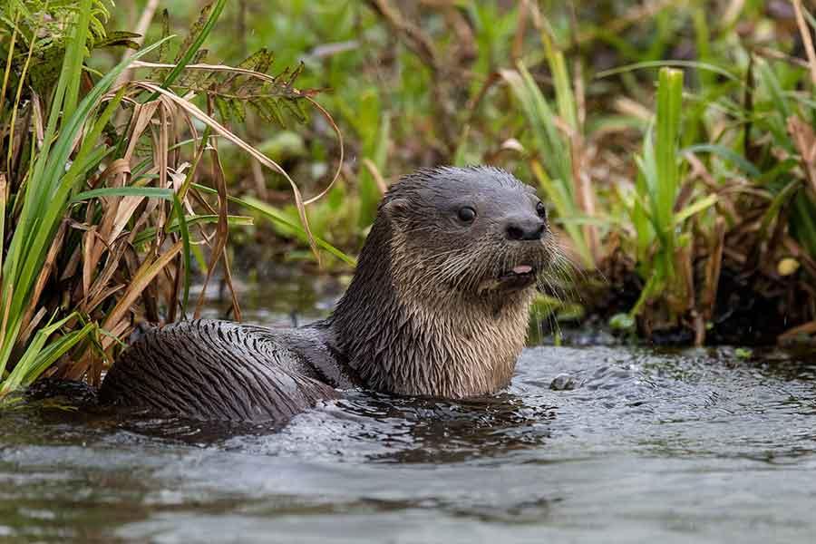 Quem são os mustelídeos?