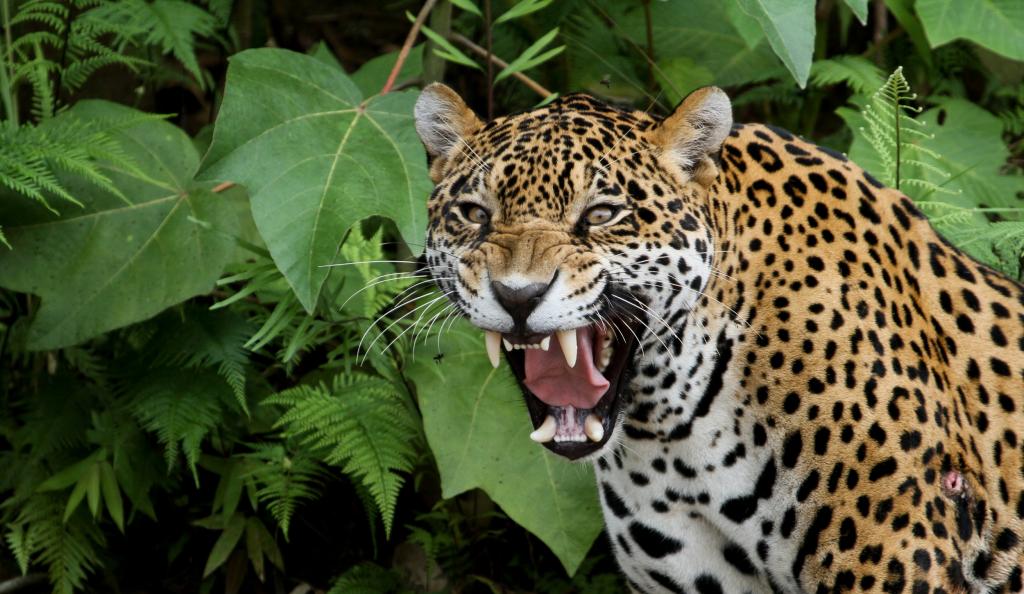 Felinos selvagens do Brasil