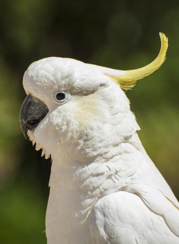 Doenças respiratórias em aves de estimação