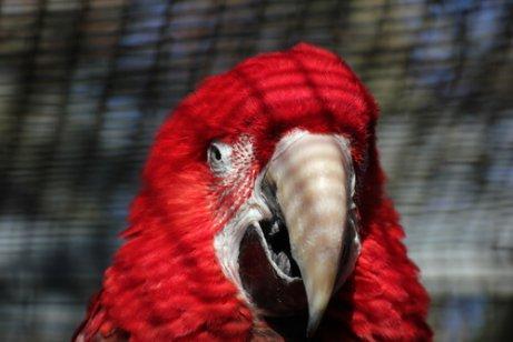 Doenças virais em aves de estimação