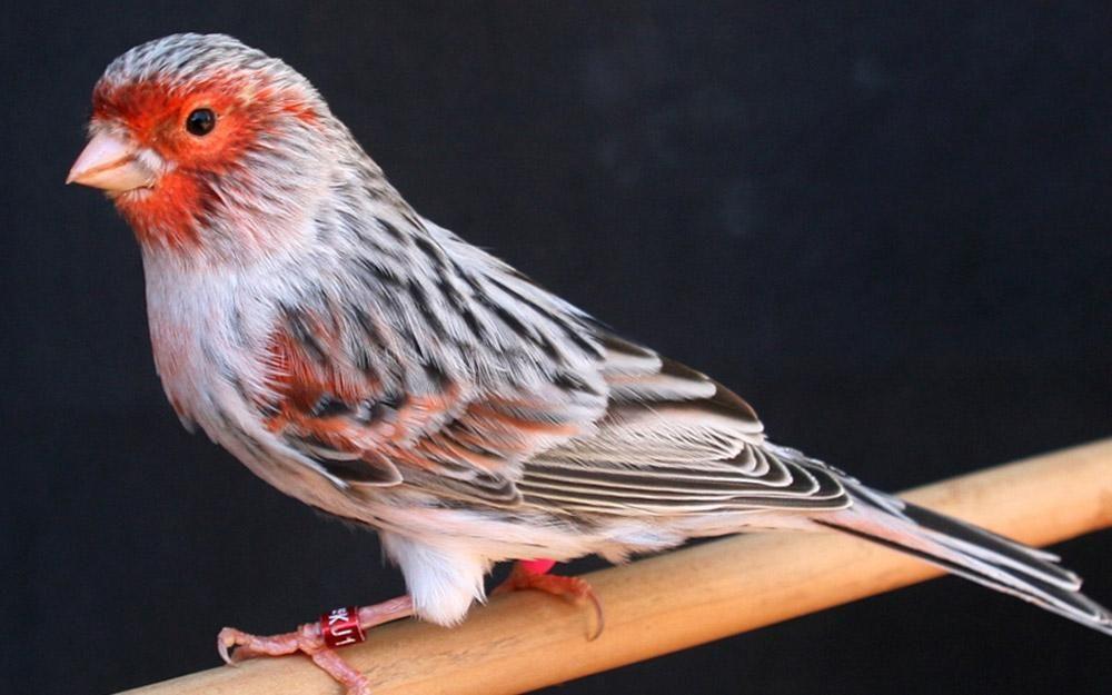 Biologia, manejo e doenças dos passeriformes