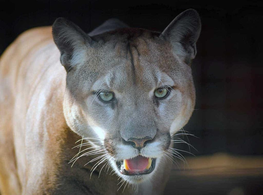 Fisiopatologia do estresse em animais selvagens