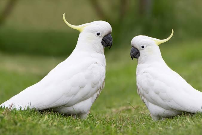 Cuidados especiais com as aves de estimação durante o inverno