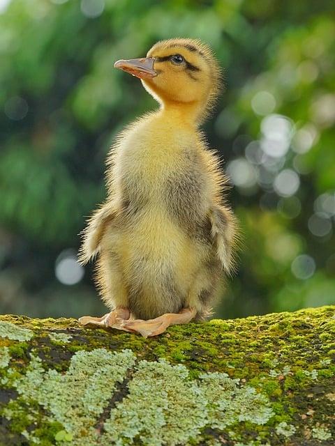 Cuidados adequados com os patos de estimação