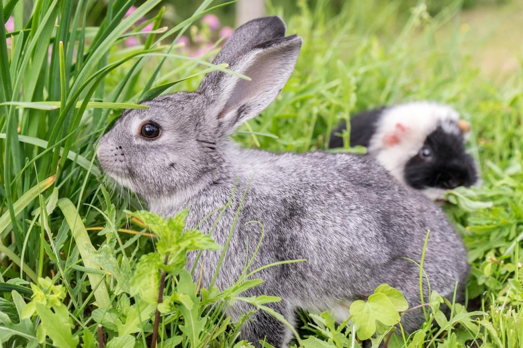 O clima e as doenças respiratórias em roedores e coelhos