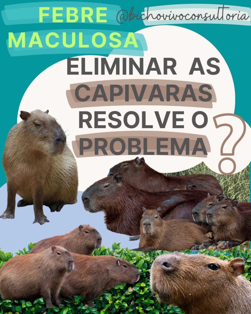 Febre maculosa: eliminar as capivaras resolve o problema?