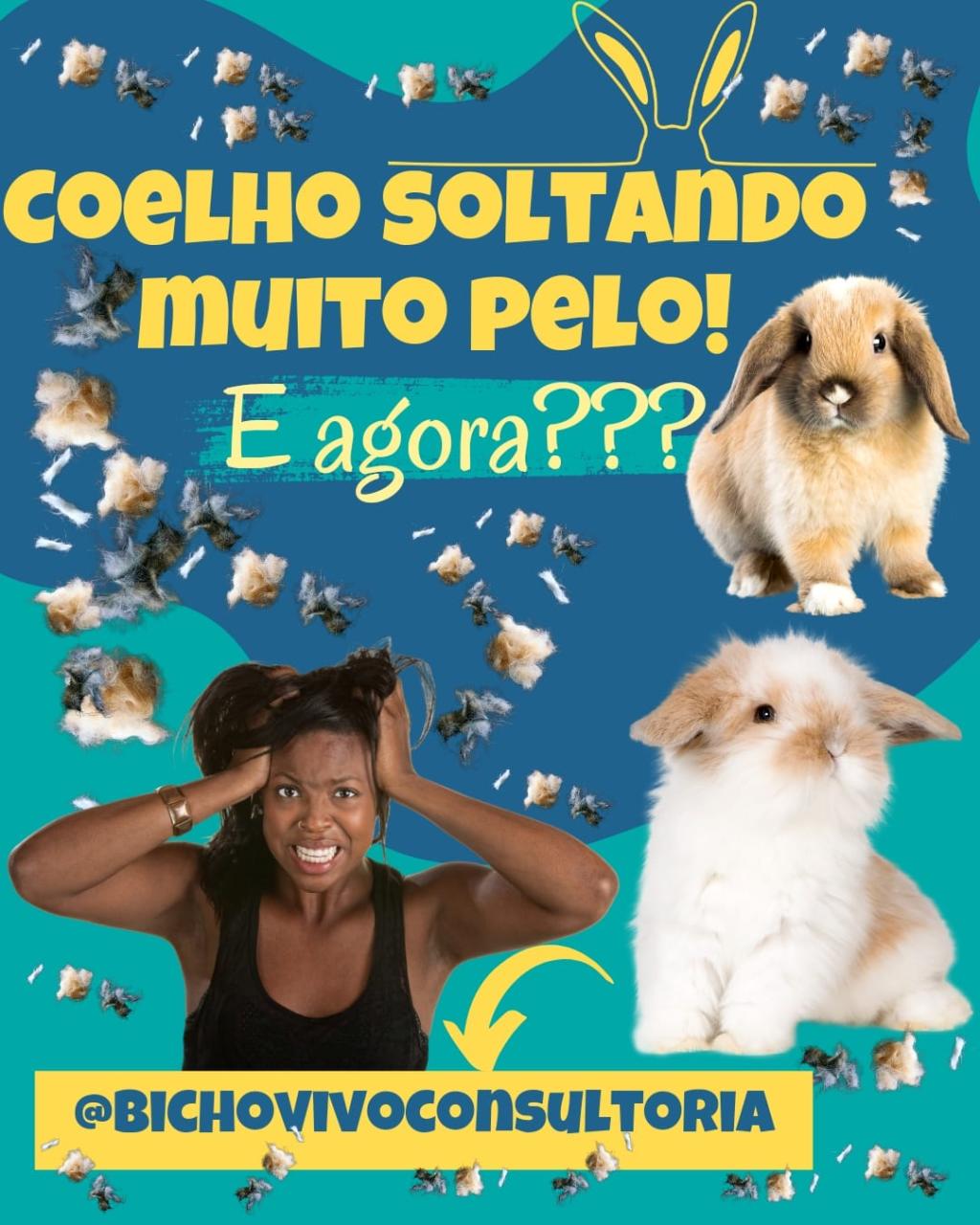 Coelho soltando muito pelo:e agora???