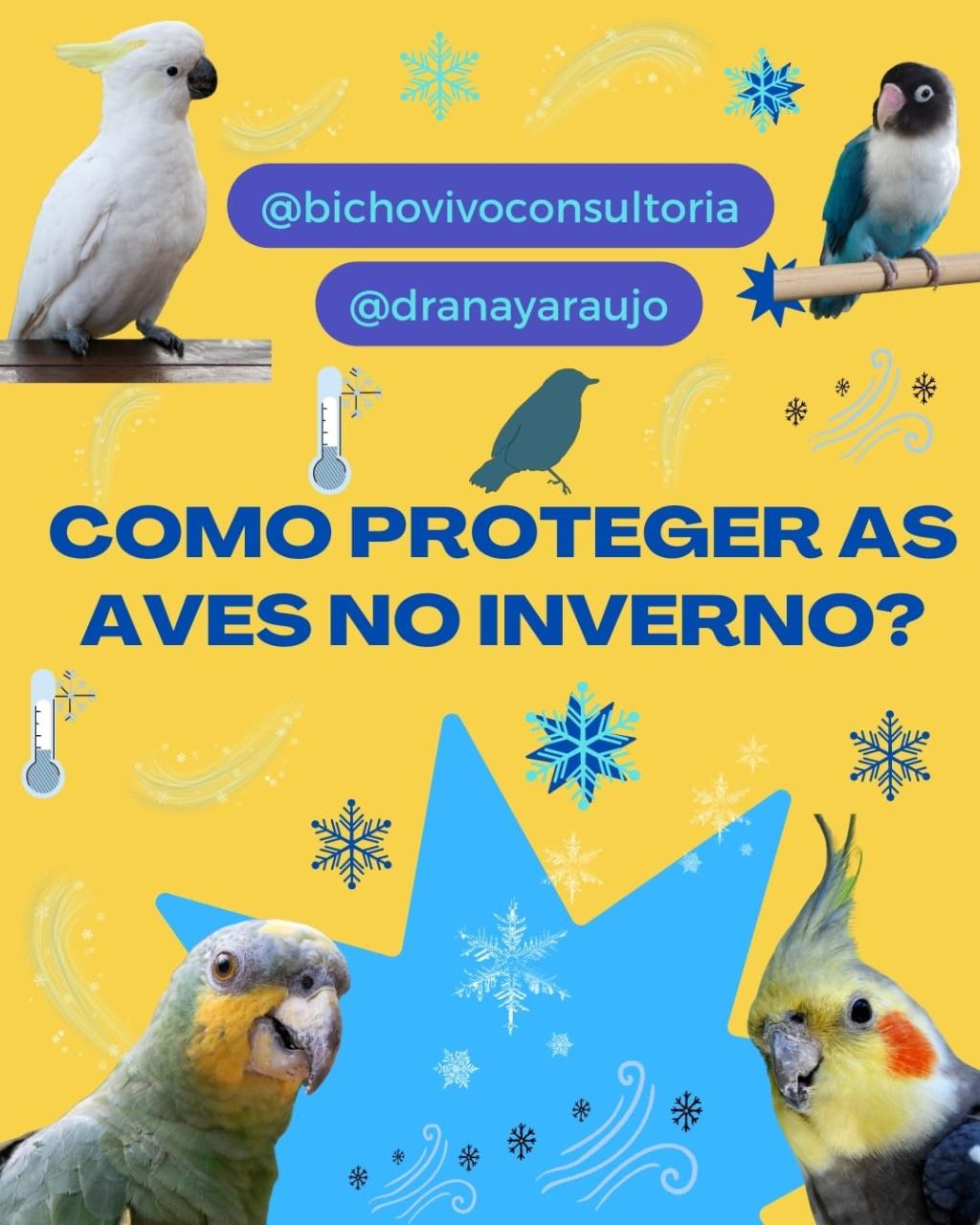 Como proteger as aves no inverno?